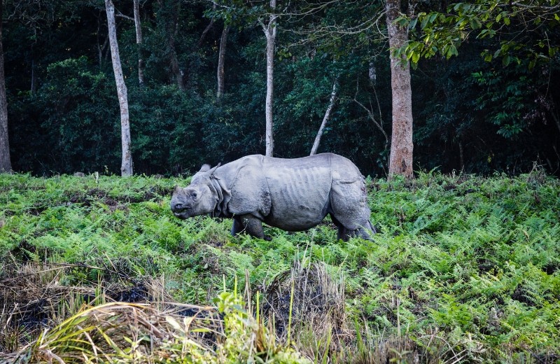 chitwan image